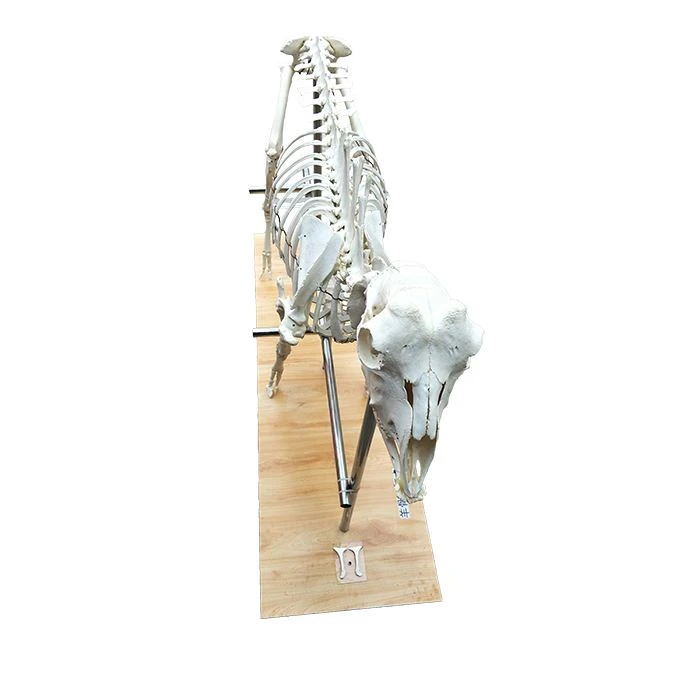 Goat-Animal-Skeleton-2