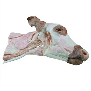 Costo Della Plastinazione Testa E Collo Della Mucca