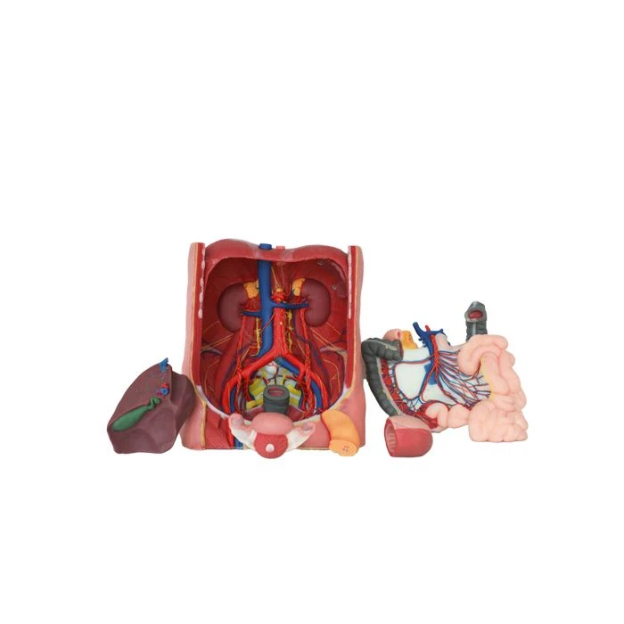 Modello di anatomia in silicone morbido del tronco celiaco
