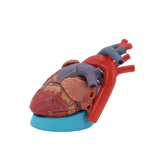 Modello anatomico del cuore