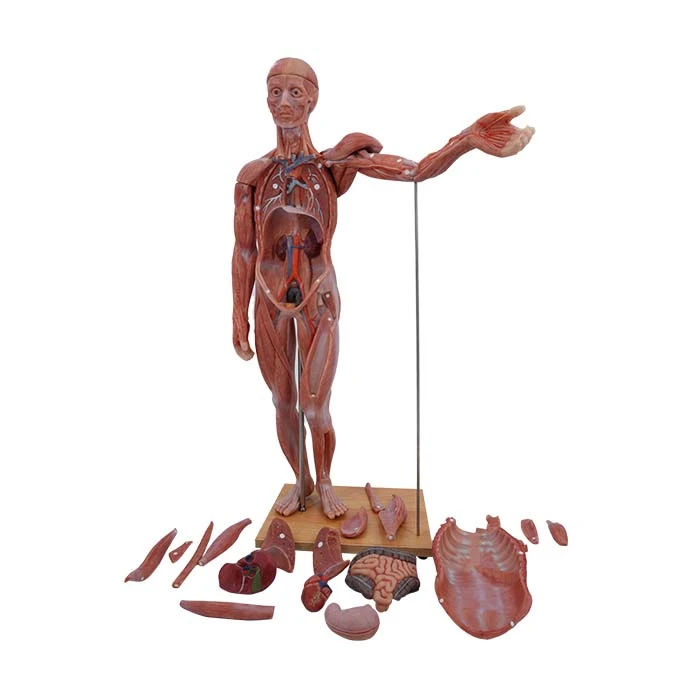 Fittizio anatomia con organi rimovibili