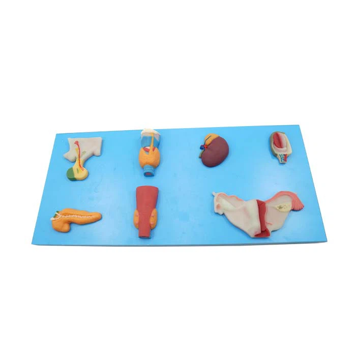 Modelli di anatomia per studenti infermieristici