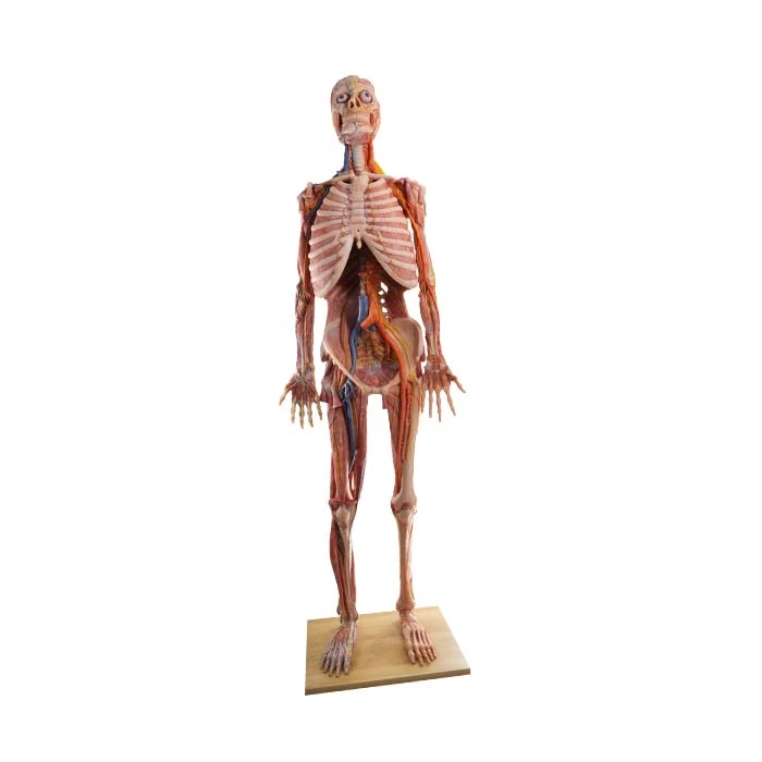 Modello del corpo umano in vendita