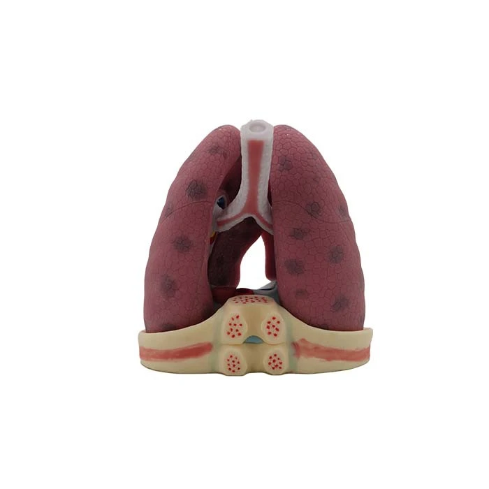 lung silicone model