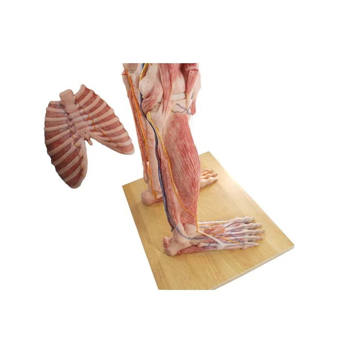 human whole body model human whole body model