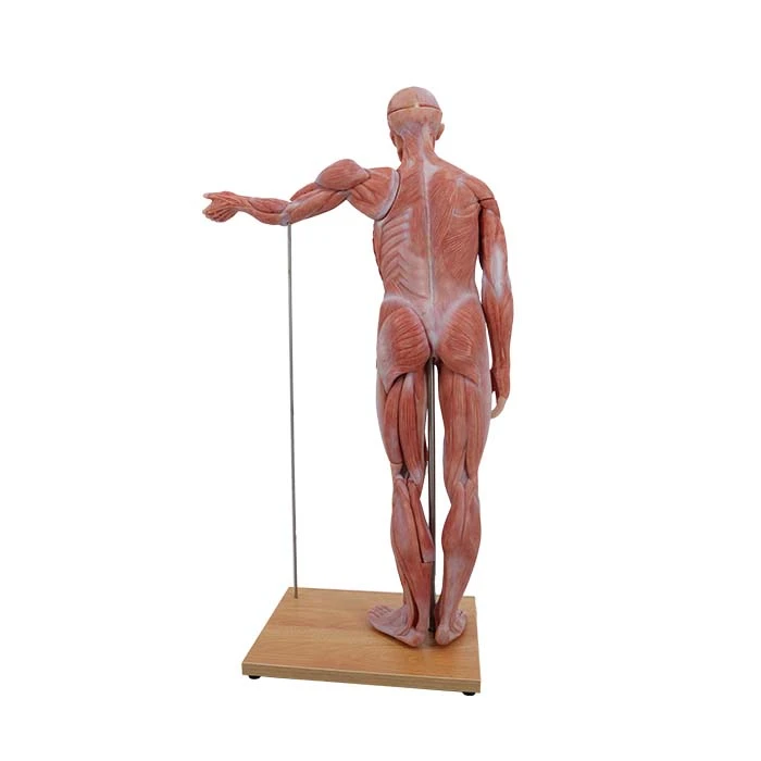 muscle body model muscle body model