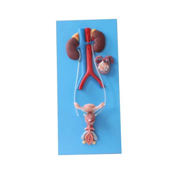 soft silicone human reproductive system model