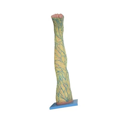 Modello anatomico delle gambe