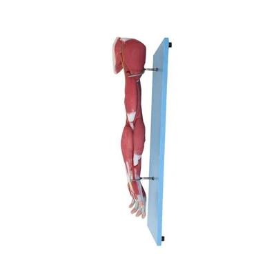 Modello anatomico del muscolo del braccio