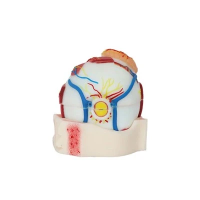 Modello di anatomia del bulbo oculare