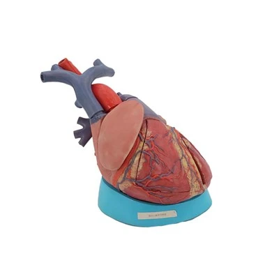 Modello Di Cuore Con Etichette